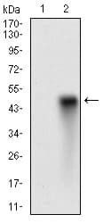 SYCP3 / SCP3 Antibody (aa27-128, clone 6F9B6)