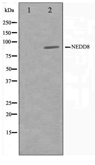 NEDD8 Antibody