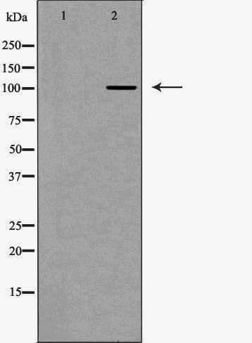 Polyclonal Rabbit anti-Human US01 / p115 Antibody (IHC, IF, WB)
