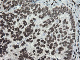 TLE1 / TLE 1 Antibody (aa180-460, clone OTI1H2, Carrier-free)