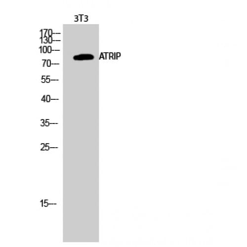 ATRIP Antibody (10-90 aa)