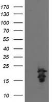 FGF21 Antibody (clone OTI1H4)