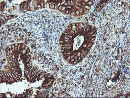 ATG3 Antibody (clone OTI3H2)