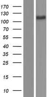 Human ATP2A3 / SERCA3 Protein (Over-Expression Lysate Myc-DDK (Flag))