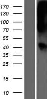 WNT16 Protein (Over-Expression Lysate Myc-DDK (Flag))