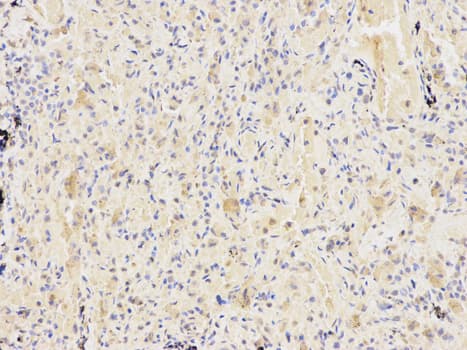 IHC-plus™ KPNA2 / Importin Alpha 1 Antibody