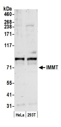 IMMT / Mitofilin Antibody (aa475-525)