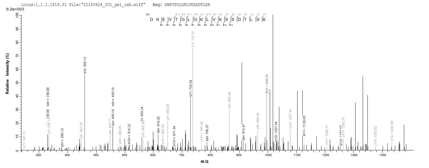 Neisseria meningitidis tbp1 Protein (Recombinant 10His, N-terminus + Myc, C-terminus)