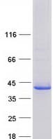 Human VSIG2 Protein (Recombinant Myc-DDK (Flag))