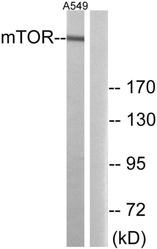 MTOR Antibody (p2481)