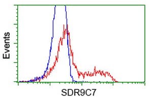 Monoclonal Mouse anti-Human SDR9C7 Antibody (clone OTI7E11, IF, WB)