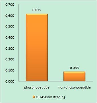 NBN / Nibrin Antibody (phospho-Ser278)