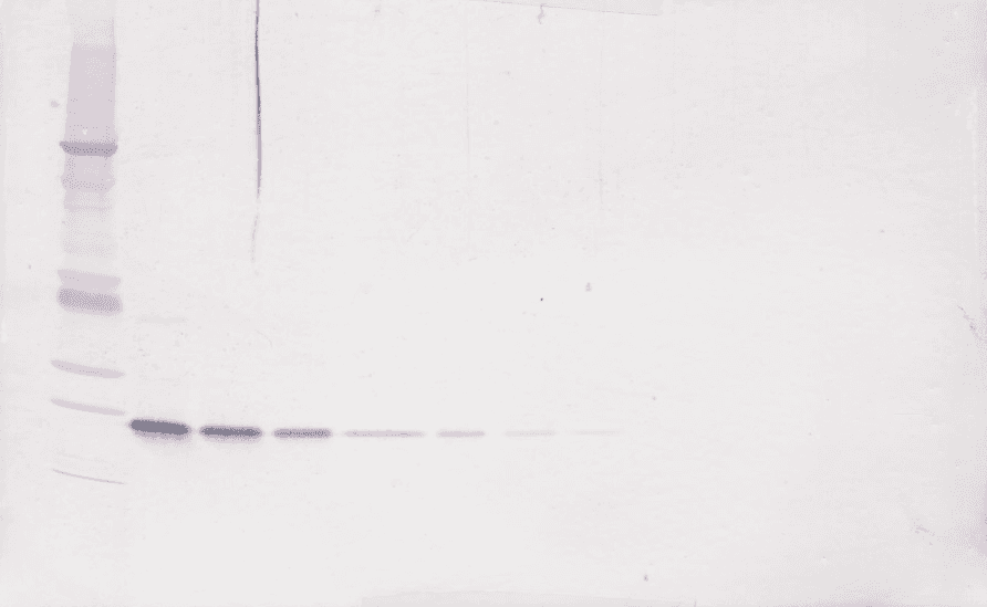 Polyclonal Rabbit anti-Mouse TNFSF14 / LIGHT Antibody (Biotin, WB)