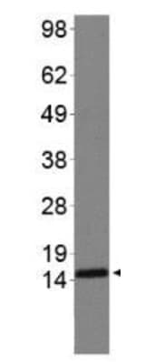 HIST3H3 Antibody (Sym-Me2-Arg2/Me2-Lys4)