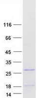 Human LOC283392 Protein (Recombinant Myc-DDK (Flag))