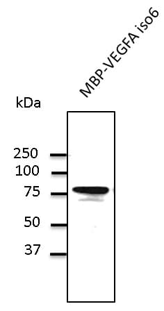 VEGFA / VEGF Antibody