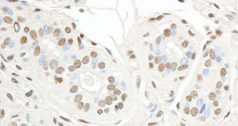 SP1 Antibody (aa750-C-term)