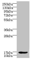 Polyclonal Rabbit anti-Human DAT1 / LMO3 Antibody (IHC, WB)