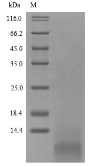 Trichoderma rodA / Hydrophobin Protein (Recombinant 6His, N-terminus)