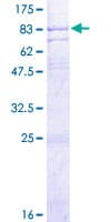 Human GABRA4 Protein (Recombinant GST)