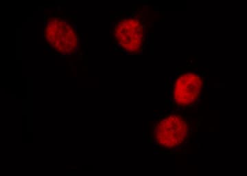 Polyclonal Rabbit anti-Human DUSP1 / MKP1 Antibody (IHC, IF, WB)
