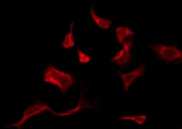 OR10J1 Antibody