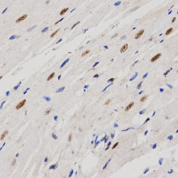 PELP1 Antibody
