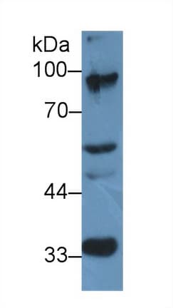 TCEB3 / Elongin A Antibody (aa200-344)
