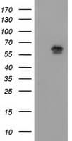 EXD1 Antibody (clone OTI1G1)
