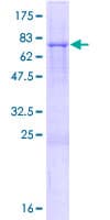 Human TRIM14 Protein (Recombinant GST)