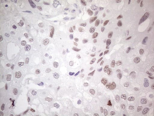 GATA3 Antibody (aa155-443, clone OTI8H4, Carrier-free)