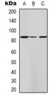 HRS / HGS Antibody (Internal)