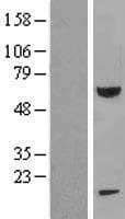 FEM1B Protein (Over-Expression Lysate Myc-DDK (Flag))