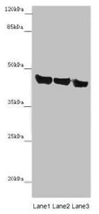 IHC-plus™ ASPN / Asporin Antibody