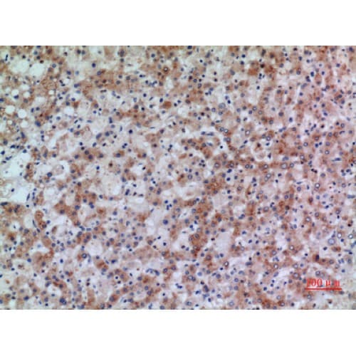 HSD17B4 Antibody (N-Terminal)