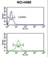 Polyclonal Rabbit anti-Human SERPINA4 / Kallistatin Antibody (aa291-320, IHC, WB)