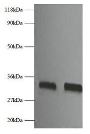 FGF2 / Basic FGF Antibody