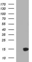 MSMB / MSP Antibody (clone OTI4D3)