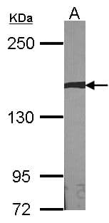 AUTS2 Antibody