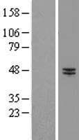 RNF13 Protein (Over-Expression Lysate Myc-DDK (Flag))