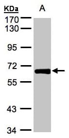 ZNF169 Antibody (aa247-562)