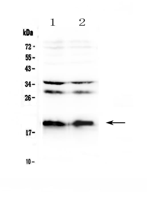 Neuropeptide S / NPS Antibody