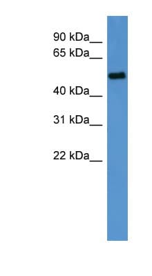 Polyclonal Rabbit anti-Rat CCNA2 / Cyclin A2 Antibody (C-Terminus, IHC, WB)