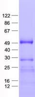 Human ZCWPW2 Protein (Recombinant His, N-Terminal)