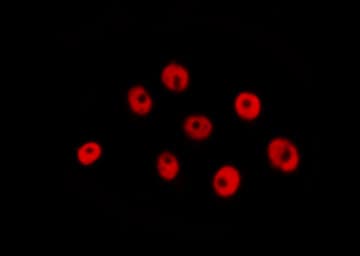 CEBPG / CEBP Gamma Antibody