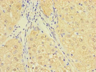 C10orf111 Antibody