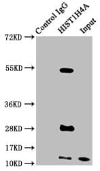 HIST1H4I Antibody