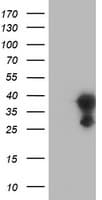 EIF4E2 / IF4e Antibody (clone OTI4E7)