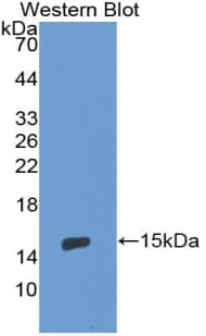 CD105 Antibody (aa336-450, Biotin)