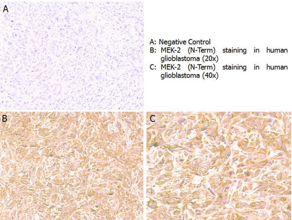 MAP2K2 / MKK2 / MEK2 Antibody (C-Terminus)